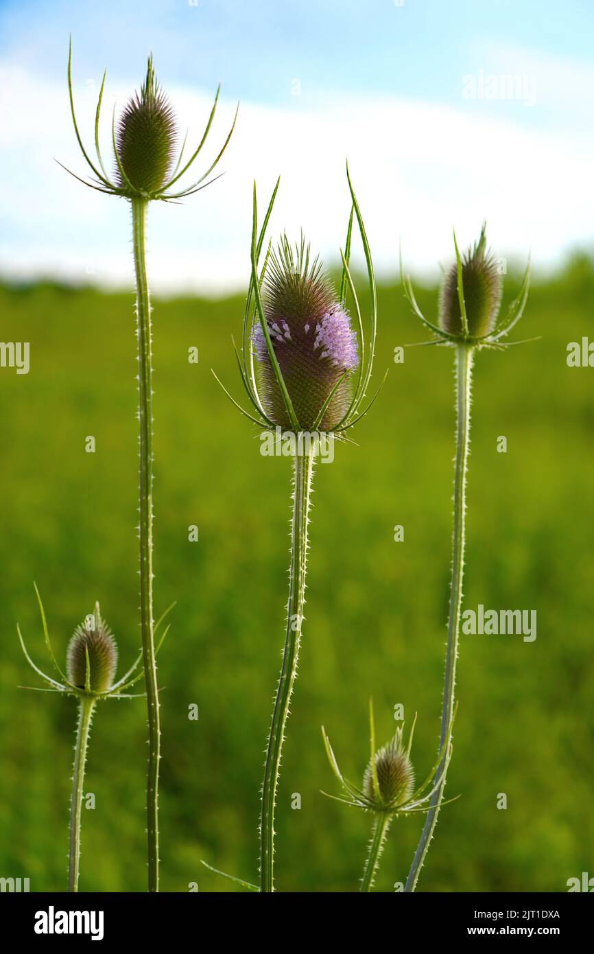 Close up of Wild Teasel blooming in a meadow Stock Photo