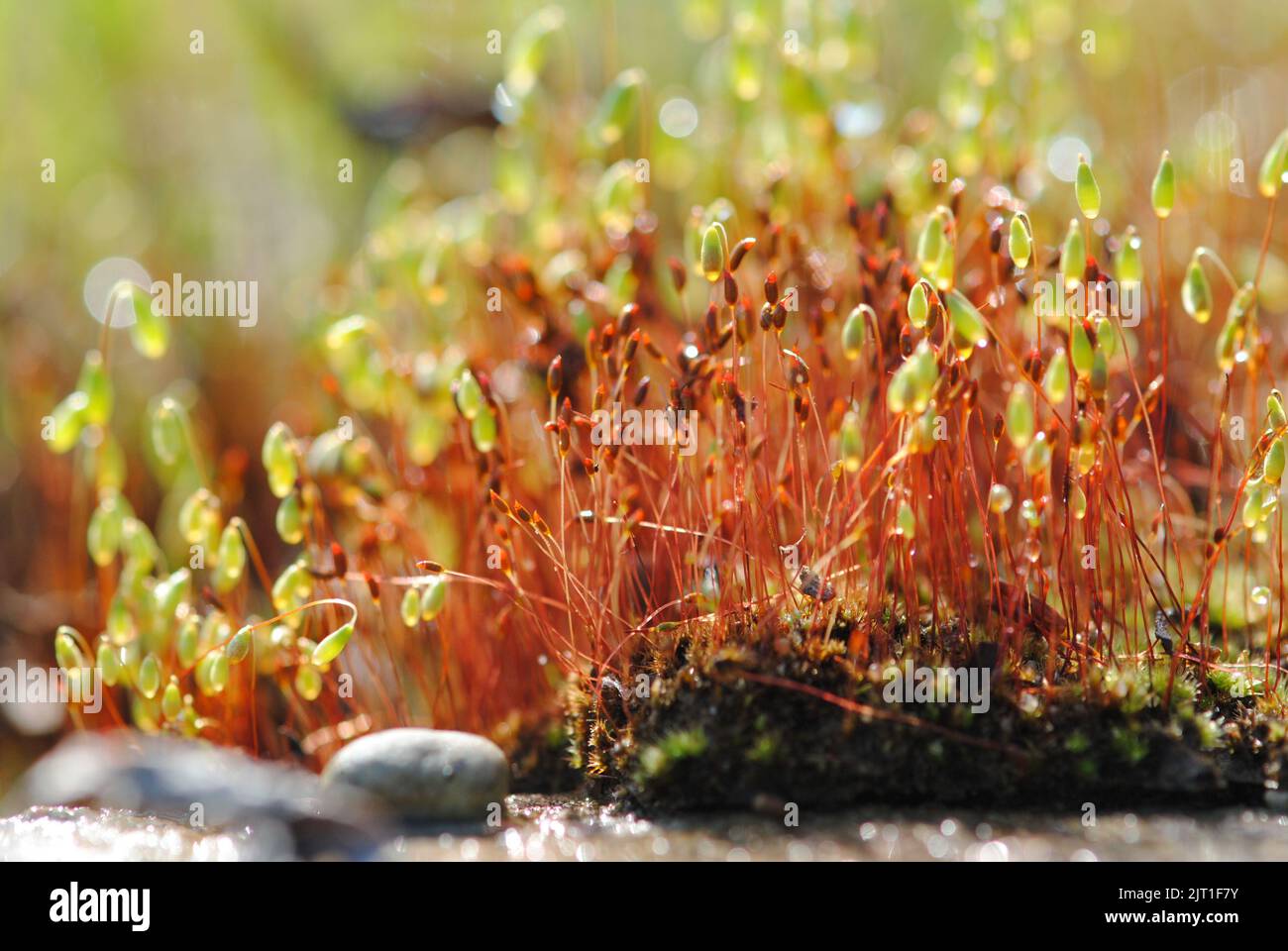 A closeup of sporophytes of moss in sunlight. Stock Photo
