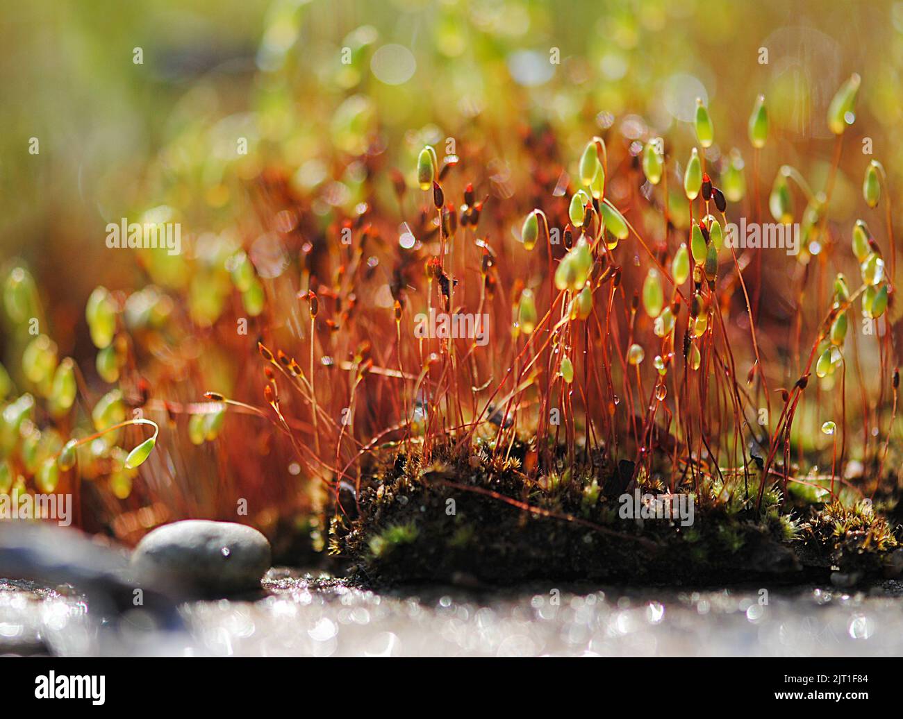 A closeup of sporophytes of moss in sunlight. Stock Photo