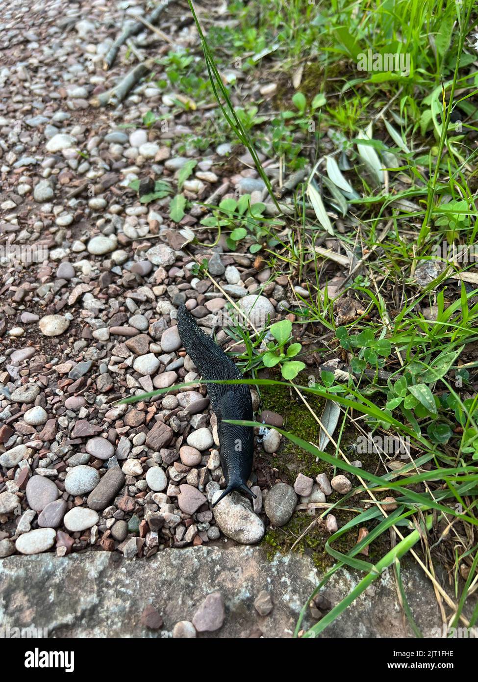 Black slug crawls on gravel near green grass Stock Photo