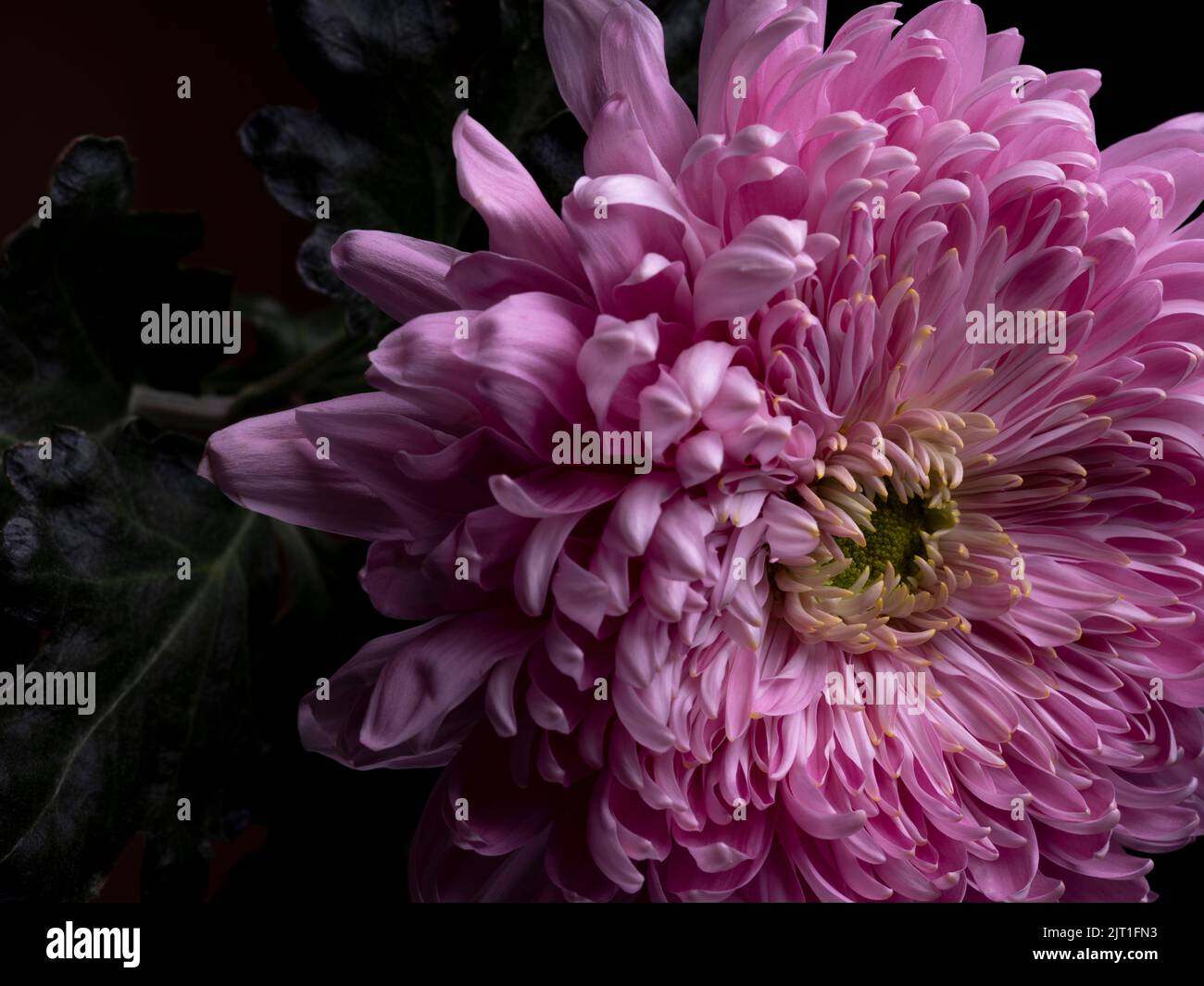 Pink Chrysanthemum Flower Portrait - Part 1, Flower in Full Bloom Stock Photo