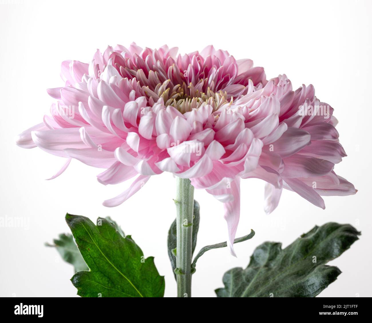 Pink Chrysanthemum Flower Portrait - Part 1, Flower in Full Bloom Stock Photo