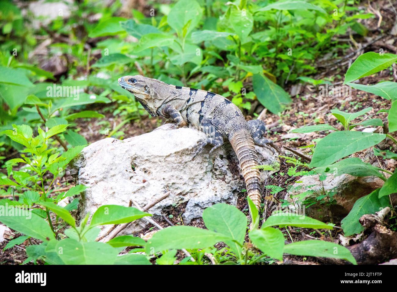 Iguana in Mexico Yucatan Nature Stock Photo