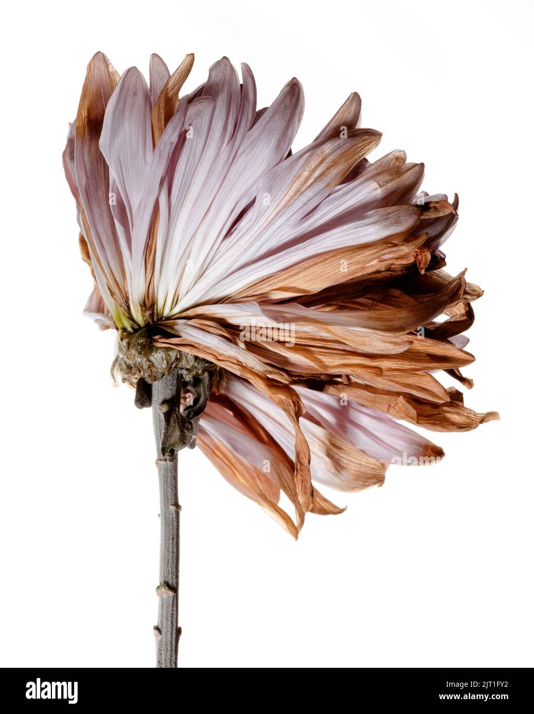 Pink Chrysanthemum Flower Portrait - Part 2, Withered and Wilted Flower Stock Photo