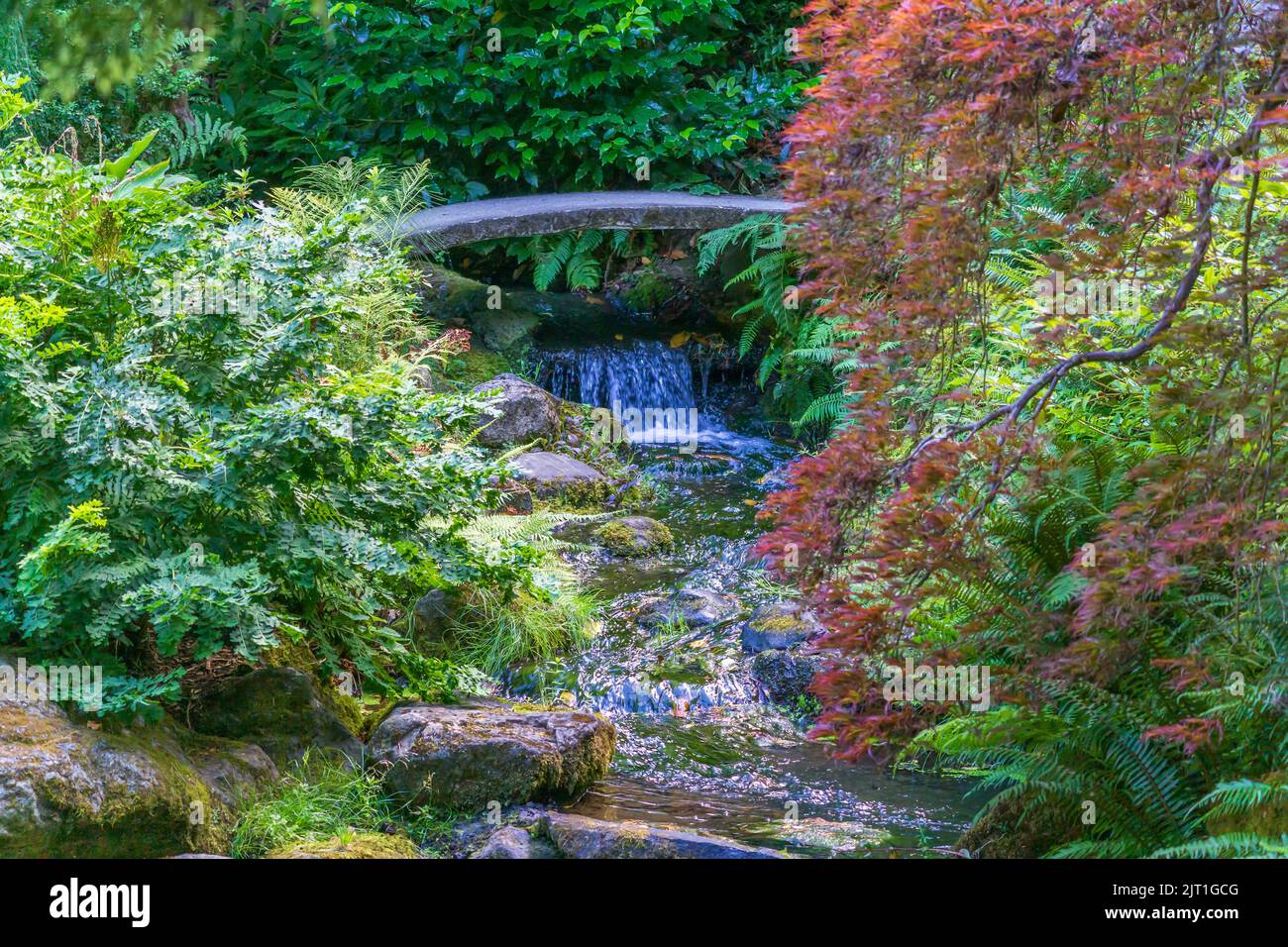 Plants, stream and pond in a garden in Seattle, Washington Stock Photo