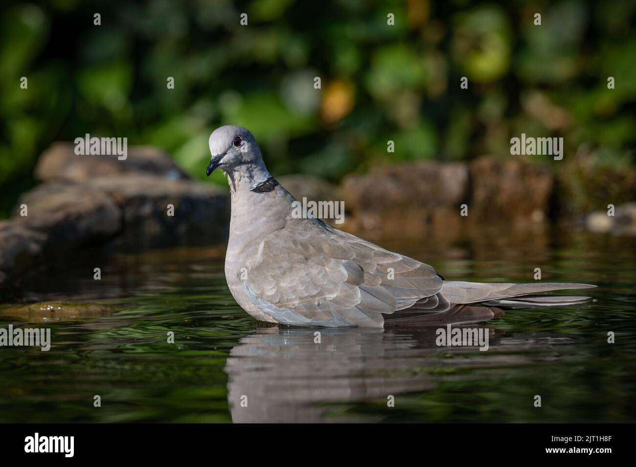 Collared Dove in water bathing with reflection facing the camera Stock Photo