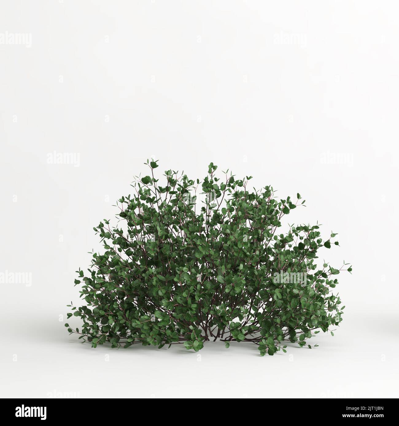 3d illustration of betula pumila tree isolated on white background Stock Photo