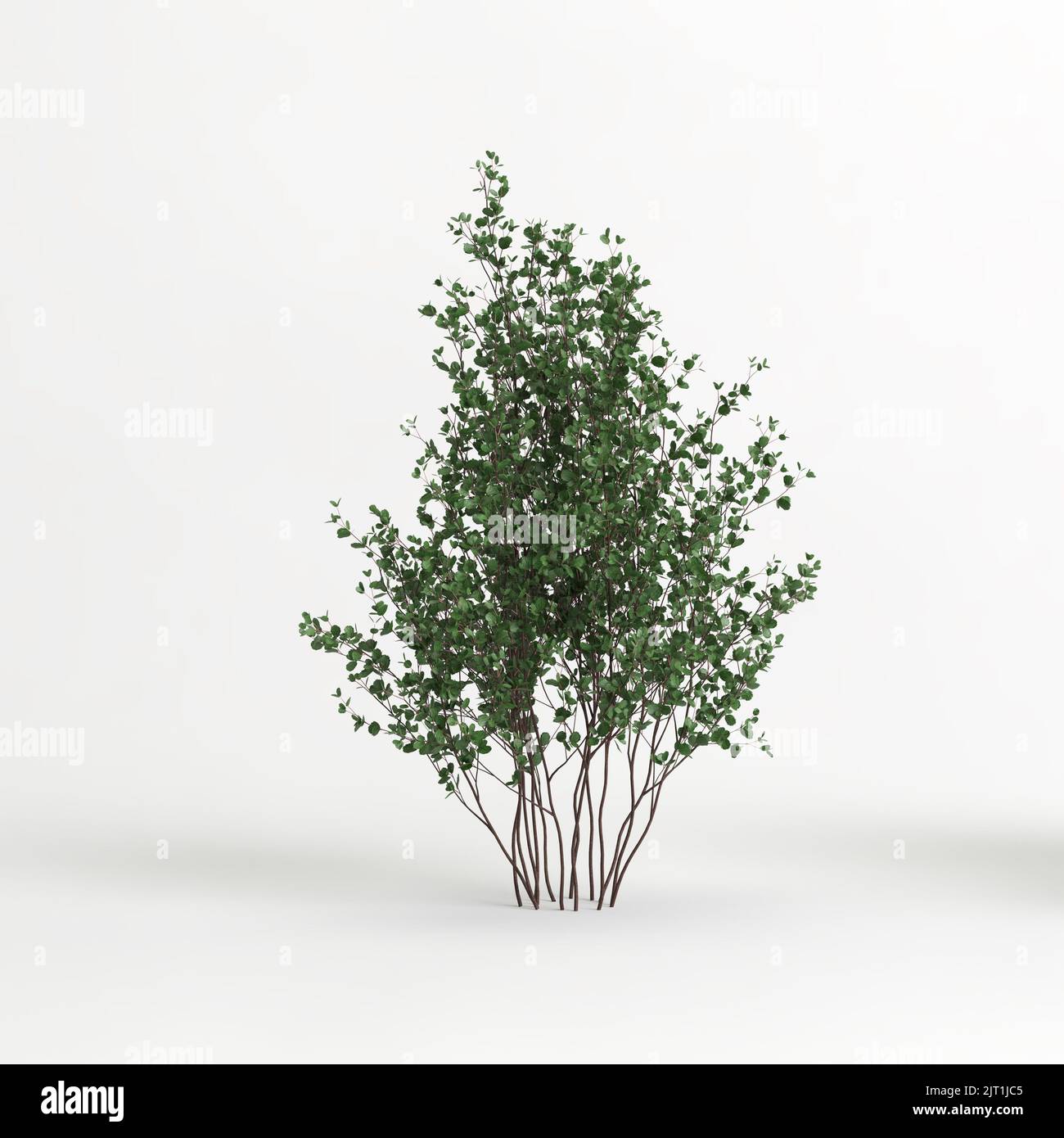3d illustration of betula pumila tree isolated on white background Stock Photo