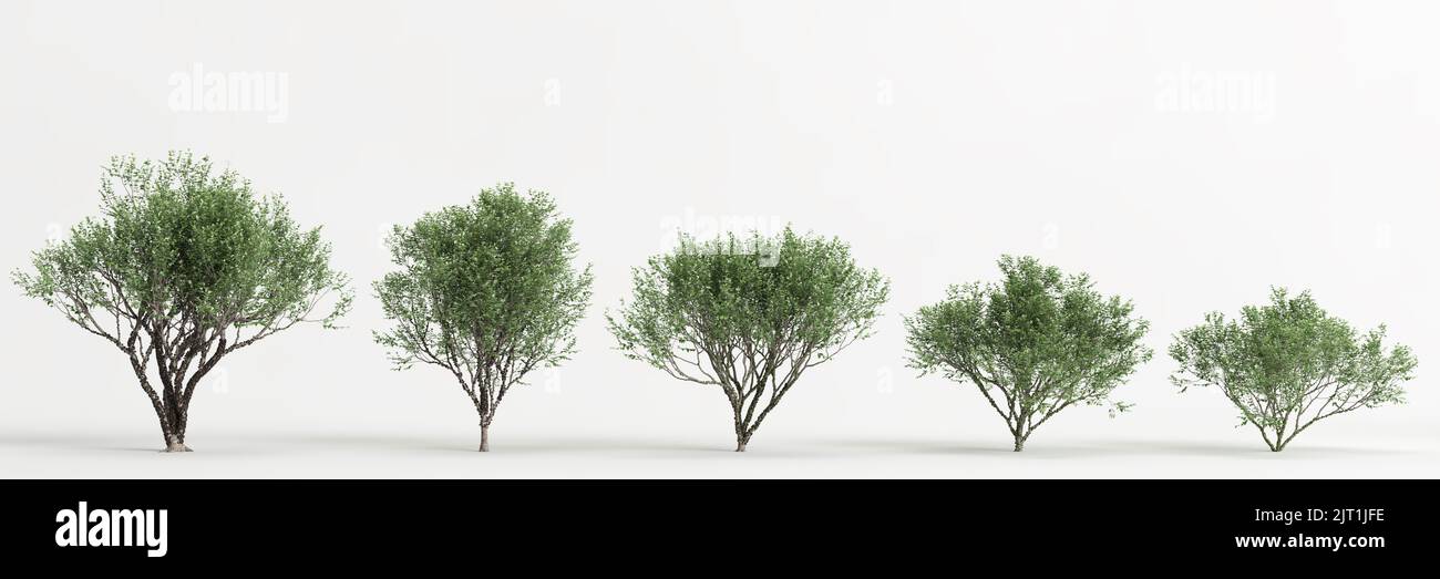 3d illustration of set plinia cauliflora tree isolated on white background Stock Photo