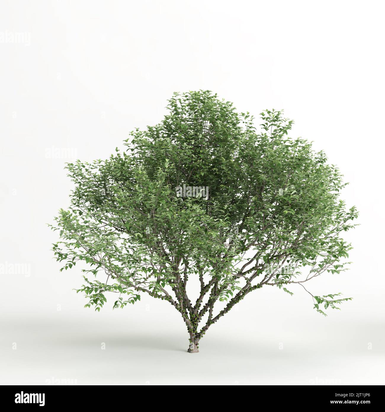 3d illustration of plinia cauliflora tree isolated on white background Stock Photo