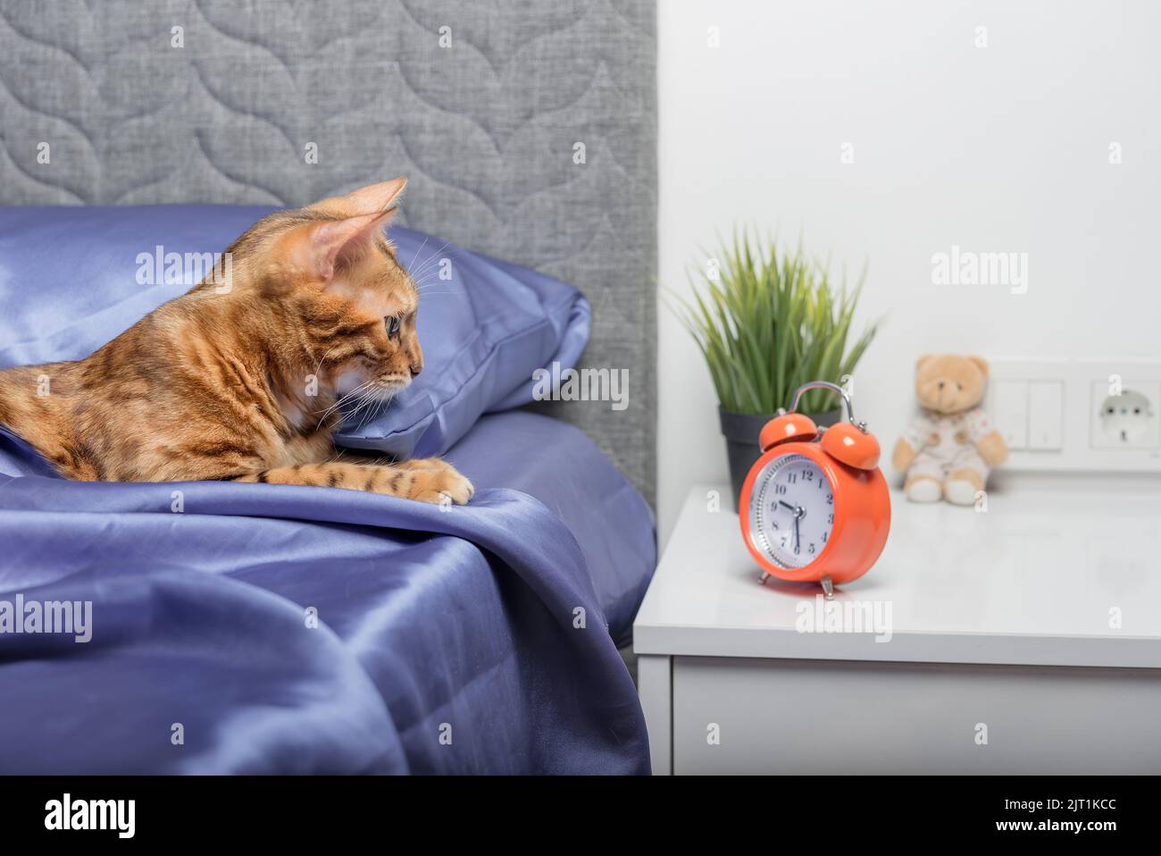 Picture of Domestic cat on the bed looks at the alarm clock. Healthy sleep concept ...