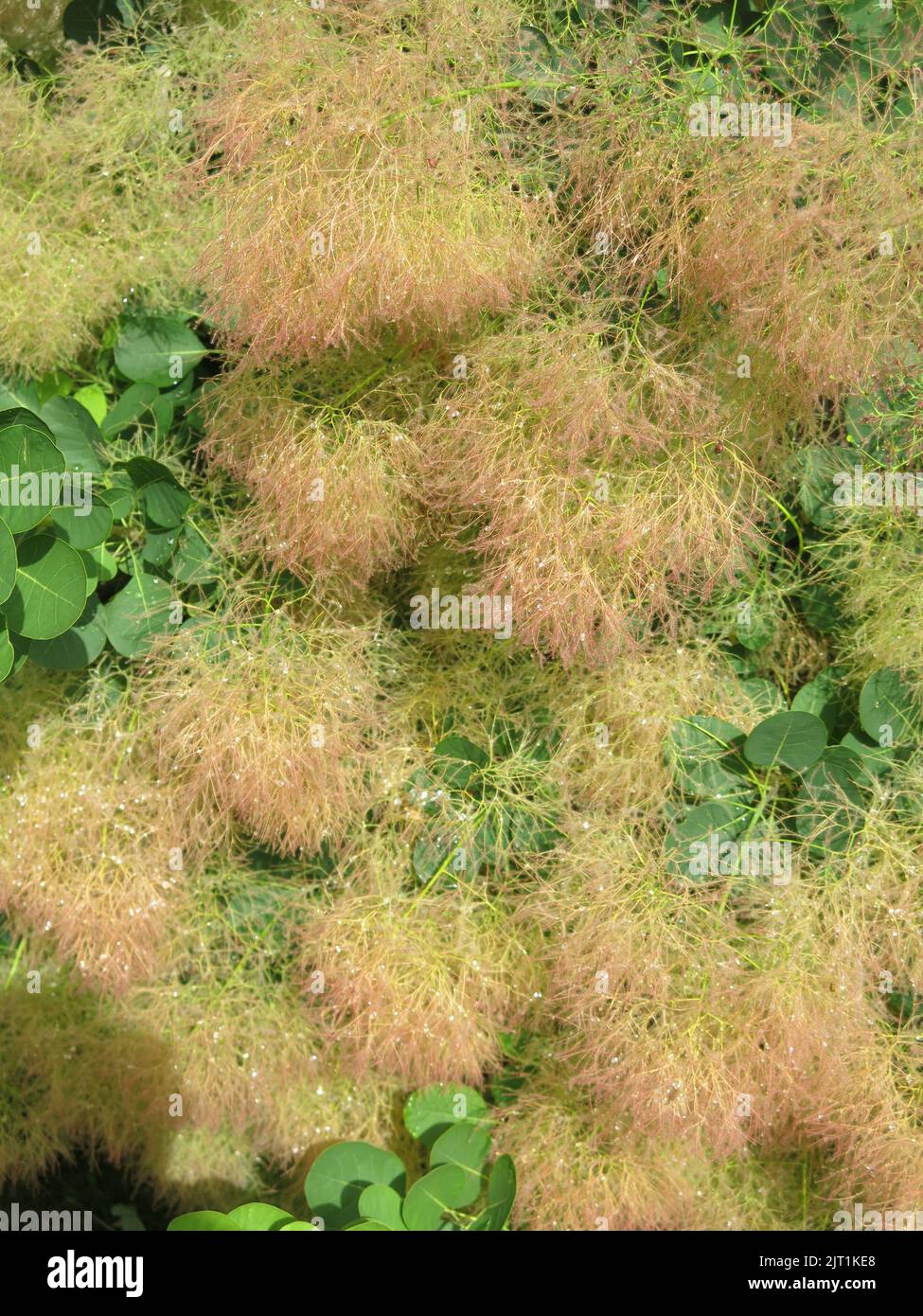 With its characteristic cloudy haze of flowering panicles, the cotinus plant is commonly known as smoke bush or smoketree making an attractive shrub. Stock Photo