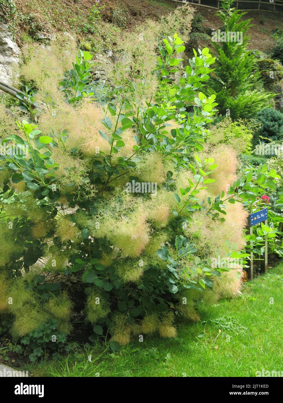 With its characteristic cloudy haze of flowering panicles, the cotinus plant is commonly known as smoke bush or smoketree making an attractive shrub. Stock Photo