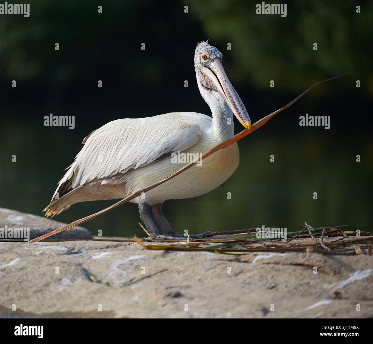 Pelican, Spot Billed Pelican. Ranganathittu Bird Sanctuary, India Stock Photo Alamy