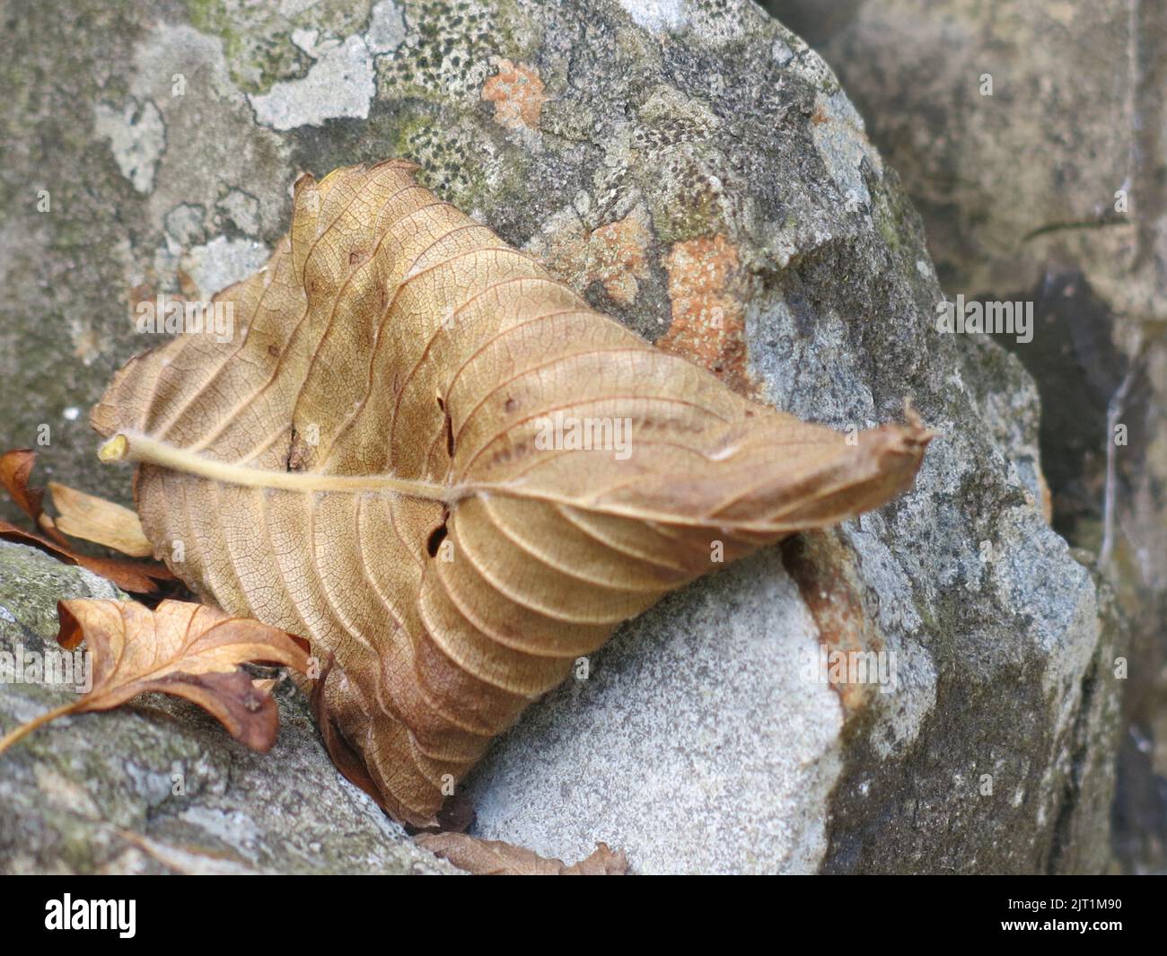 Still Life in Nature: close-up of a crispy brown leaf on a weathered large boulder in the English countryside. Stock Photo