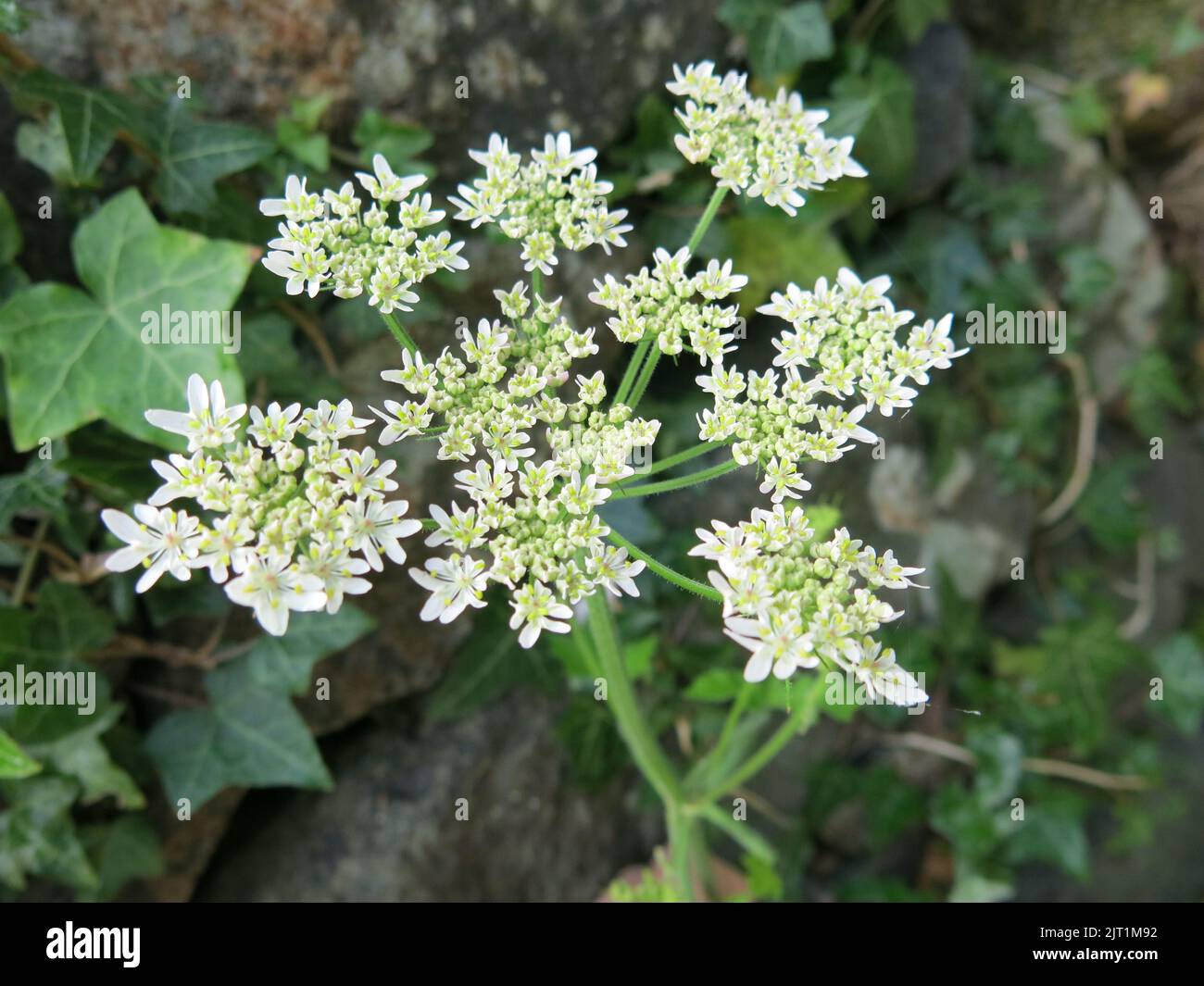 A close-up of the umbrella-like white flowers on a head of cow parsnip, nectar rich for insects and common throughout the English countryside. Stock Photo
