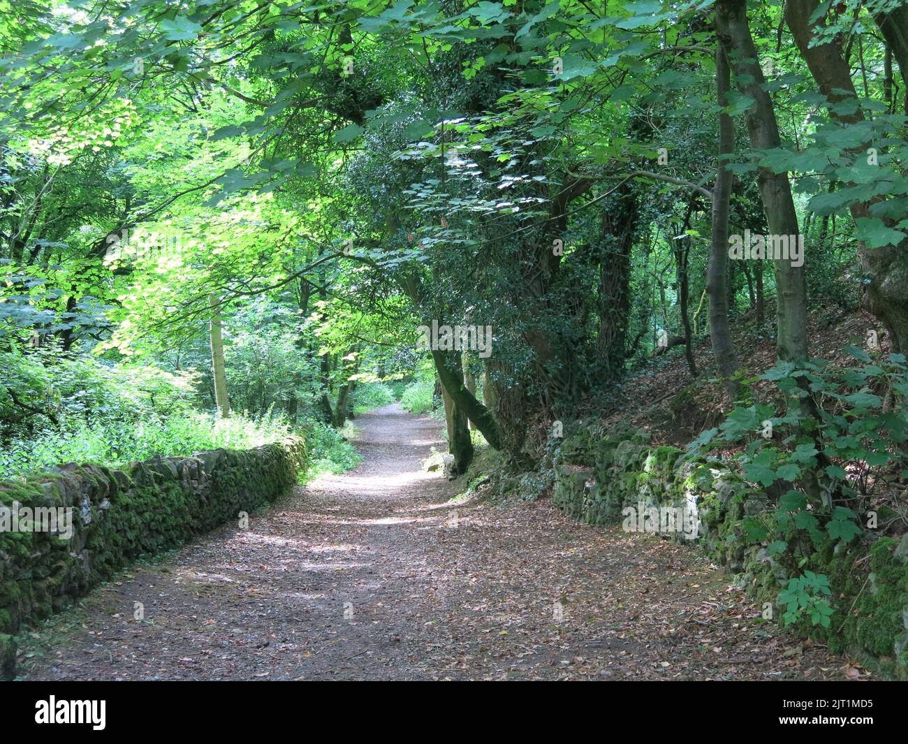 The footpath at the National Stone Centre that leads to Ravenstor Station, one of the site trails through a landscape of woodland & former quarries. Stock Photo