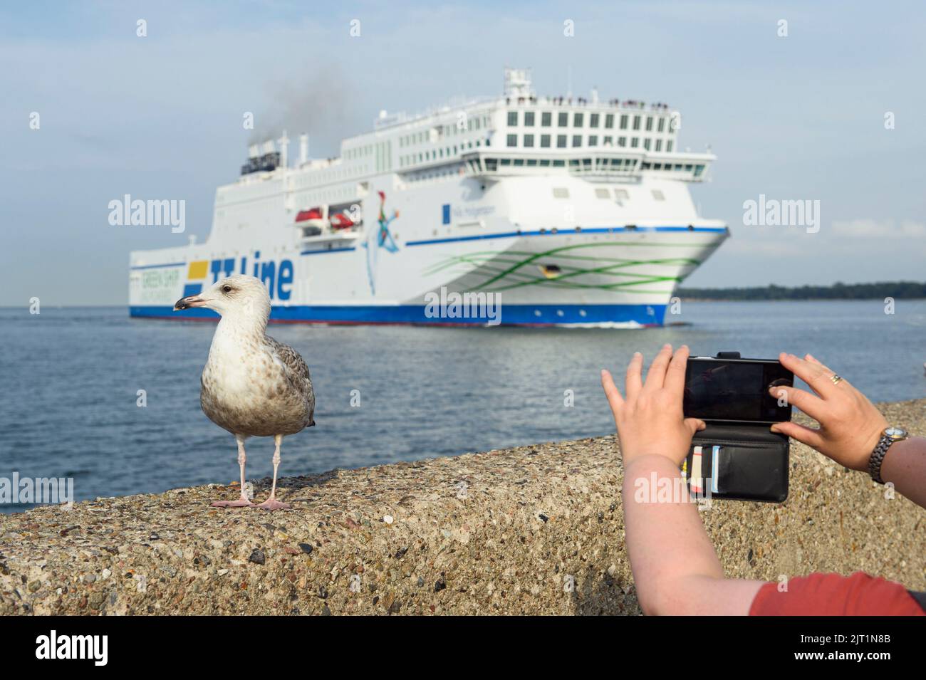 27 August 2022, Schleswig-Holstein, Lübeck-Travemünde: A woman takes a photo of a seagull and the TT-Line ferry 'Nils Holgersson' entering the port of Lübeck-Travemünde from the northern pier. The ship is powered by liquefied natural gas (LNG). Photo: Gregor Fischer/dpa Stock Photo