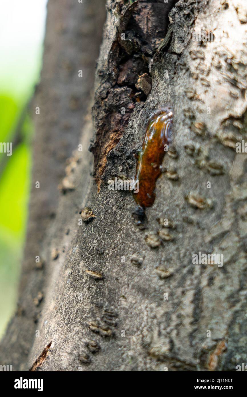 Fungal diseases of fruit plants, gum on the trunk Stock Photo