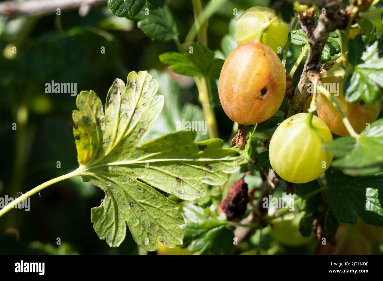 Gooseberry fungal diseases. The disease affects the fruits and leave