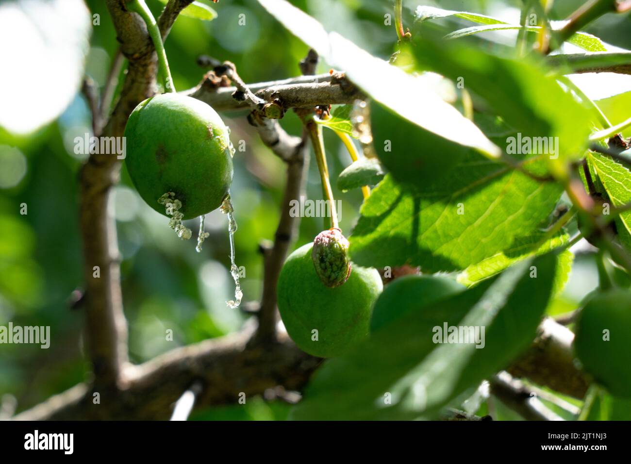 Fungal diseases of fruit plants. External symptoms of stone fruit plant ...