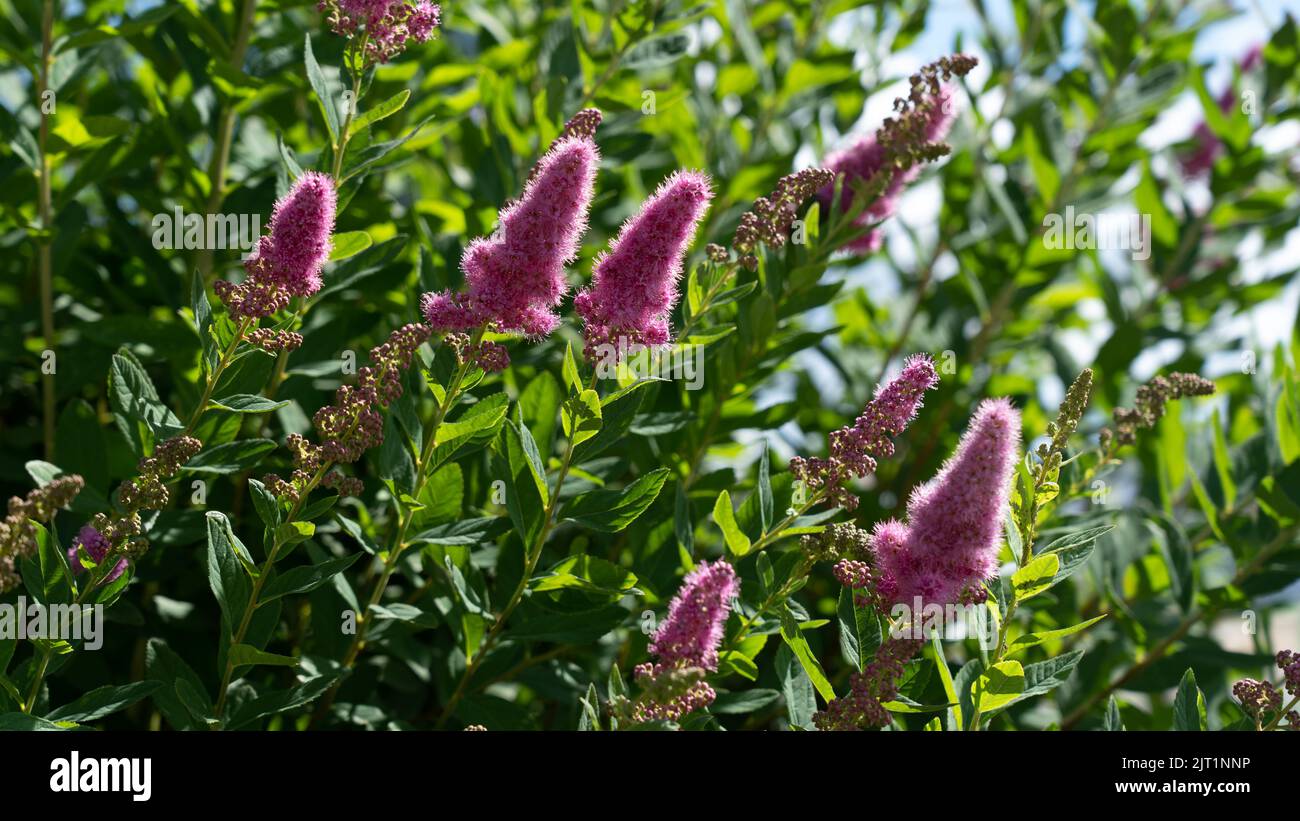 Spiraea douglasii or steeplebush, douglasspirea or rose spirea Stock Photo