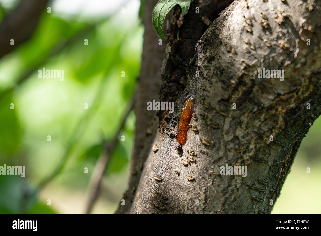 Fungal diseases of fruit plants, gum on the trunk Stock Photo