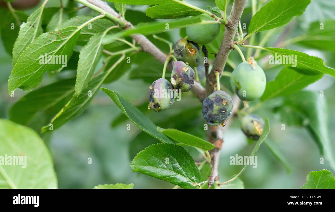 Fungal diseases of fruit plants. External symptoms of stone fruit plant ...