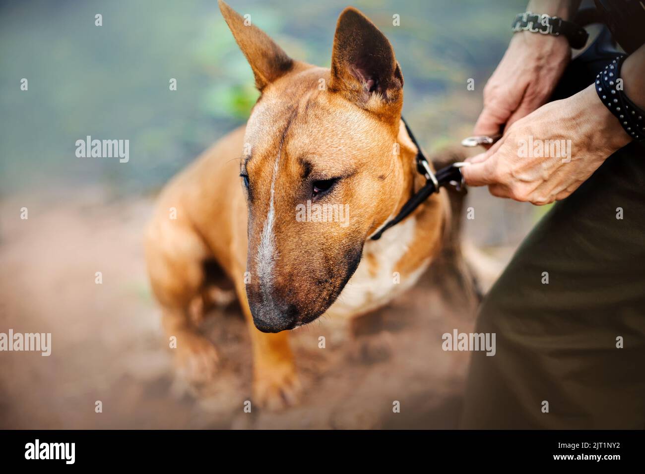 The owner fastens the leash to the collar of a cute ginger bull terrier