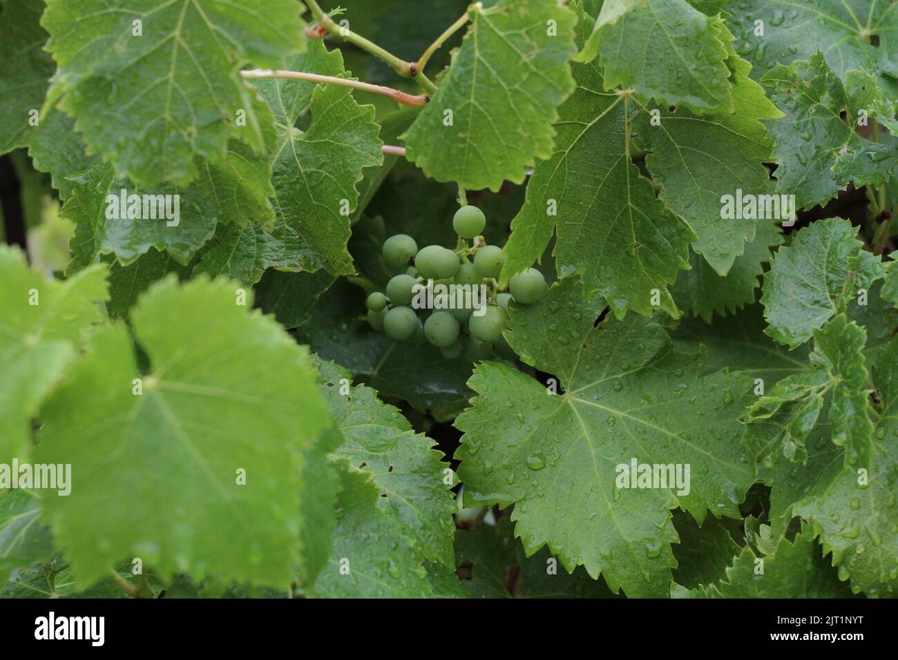 British grapes growing on the vine Stock Photo Alamy