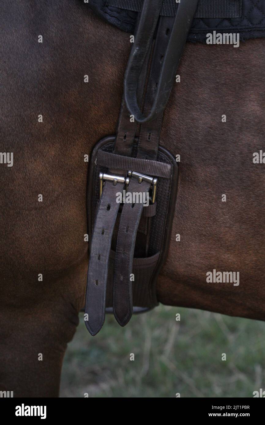 Horses girth, which keeps the saddle in place. Equestrian Stock Photo