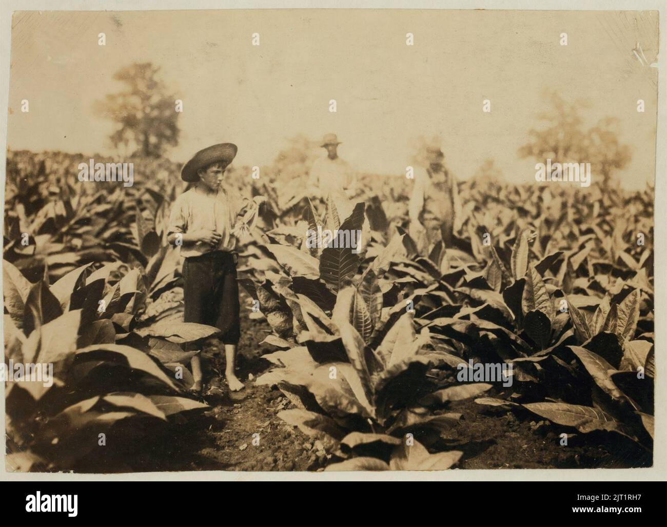tobacco field 2 Southern Farmers Reckon With Push to Raise Tobacco-Buying Age Stateline Cigars for Beginners - Tobacco