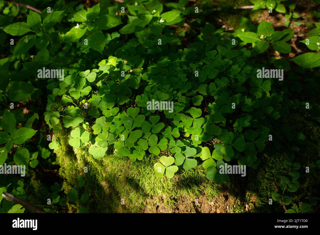 A closeup of green clover and moss growing on a tree, St Patrick's famous symbol Stock Photo