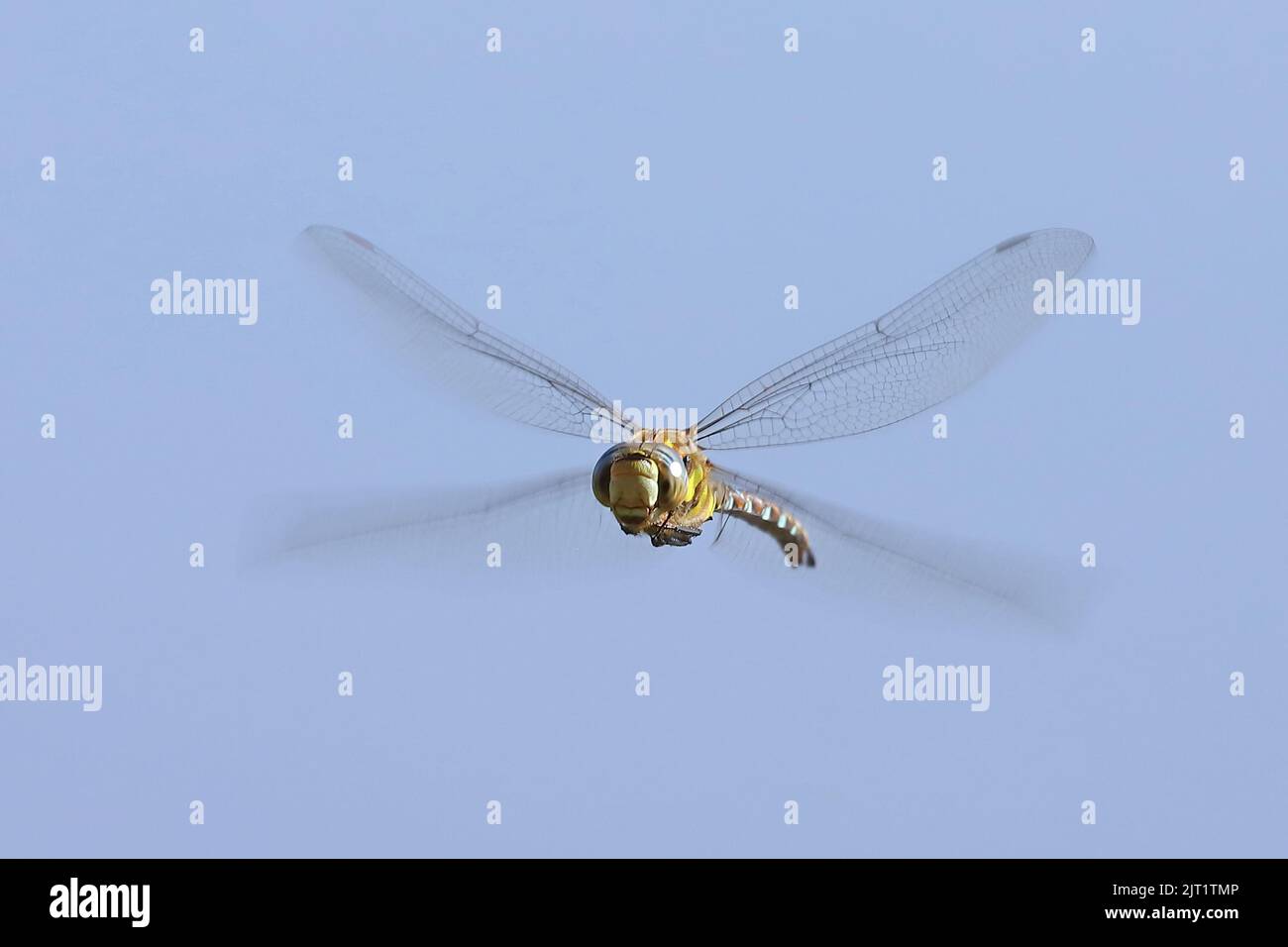 Migrant hawker dragonfly in flight against a blue background. Stock Photo