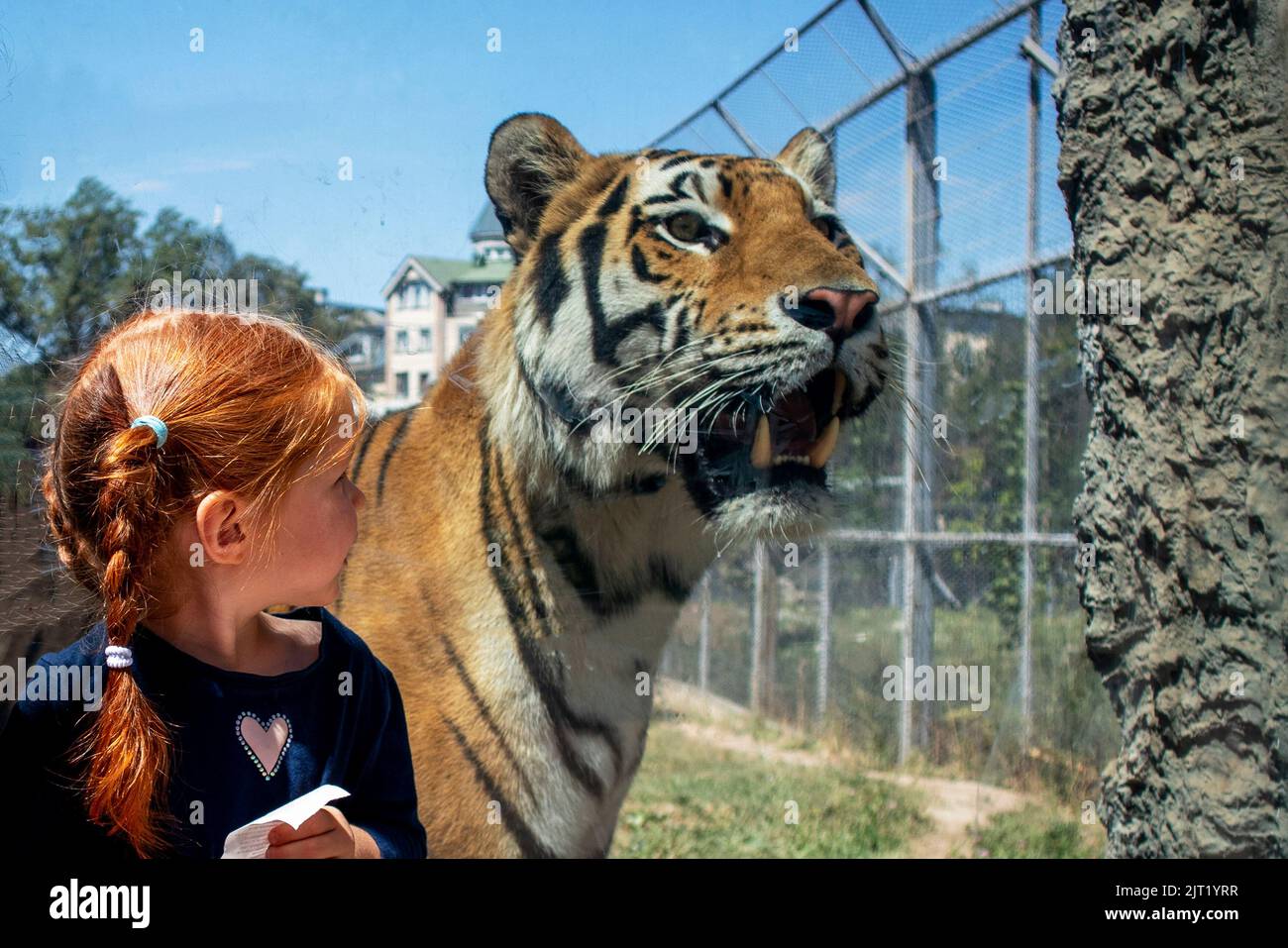 little red-haired girl next to a real tiger Stock Photo