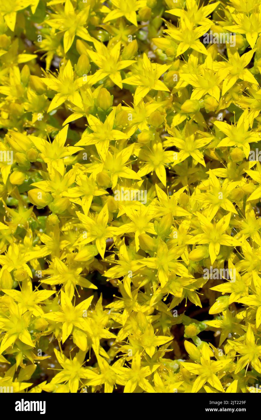 Biting Stonecrop or Wallpepper (sedum acre), close up detail of the yellow flowers of the succulent growing out of an old wall. Stock Photo