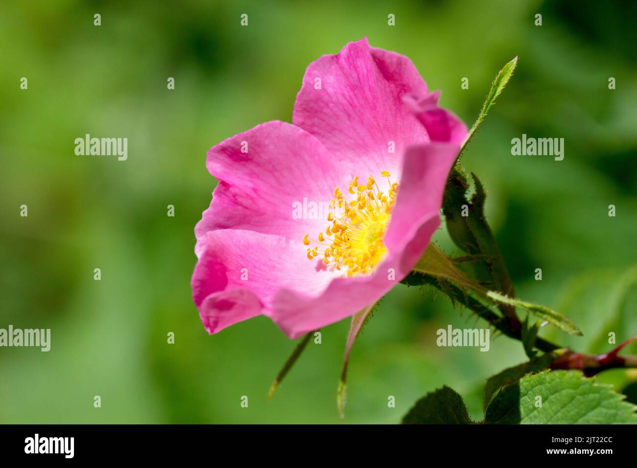 Wild Rose (rosa), probably one of the many varieties of Downy Rose (tomentosa, sherardii or mollis), close up of a single isolated flower. Stock Photo