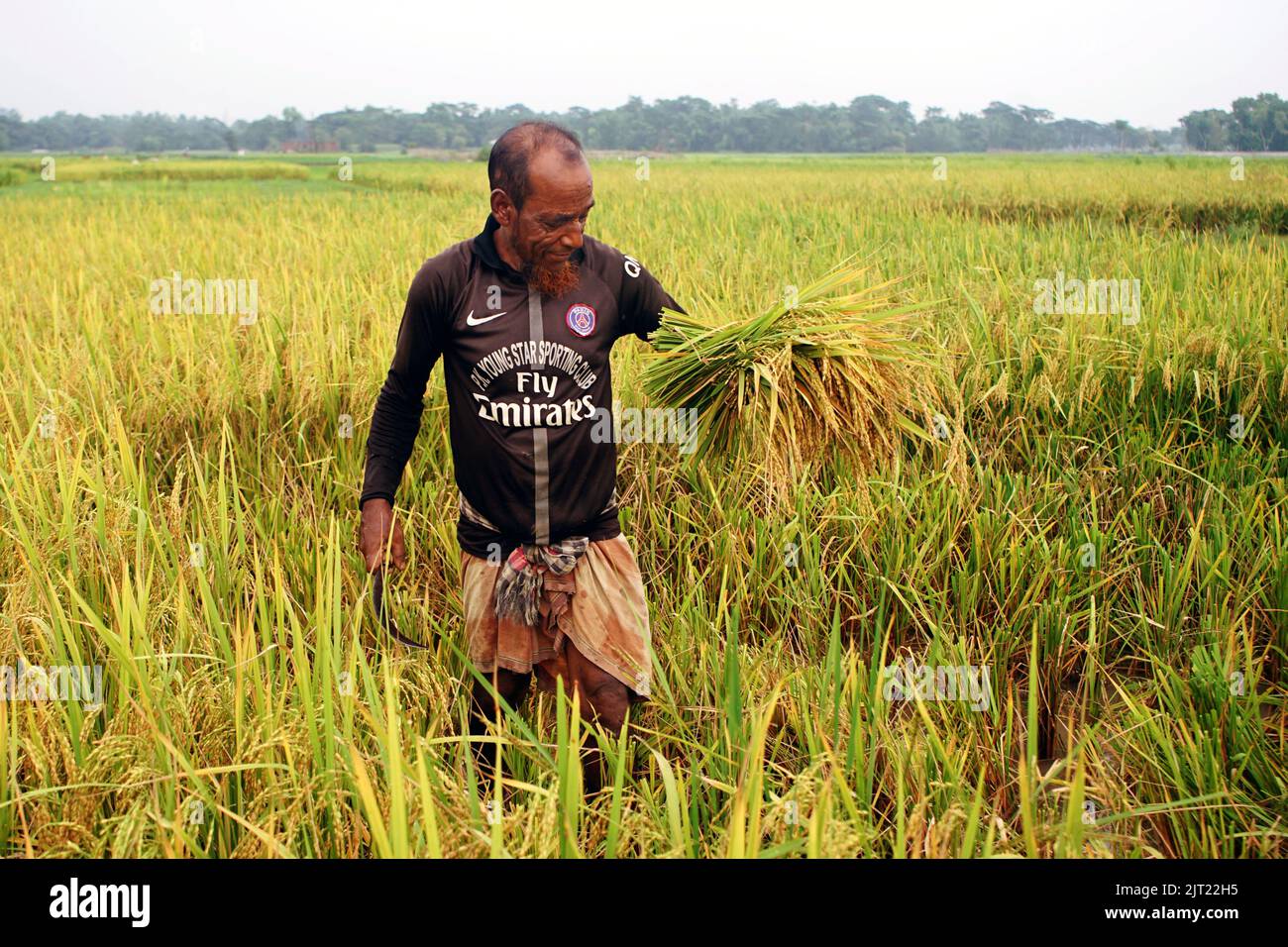 Sylhet, Sylhet, Bangladesh. 27th Aug, 2022. Farmers are harvesting ...