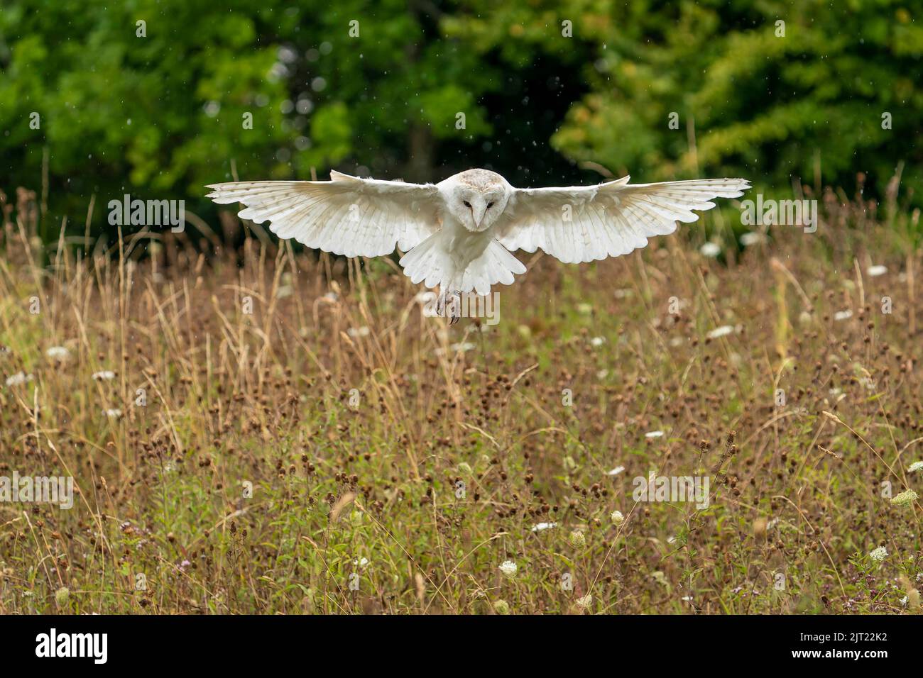 Barn Owl, tyto alba,catching prey in a meadow Stock Photo