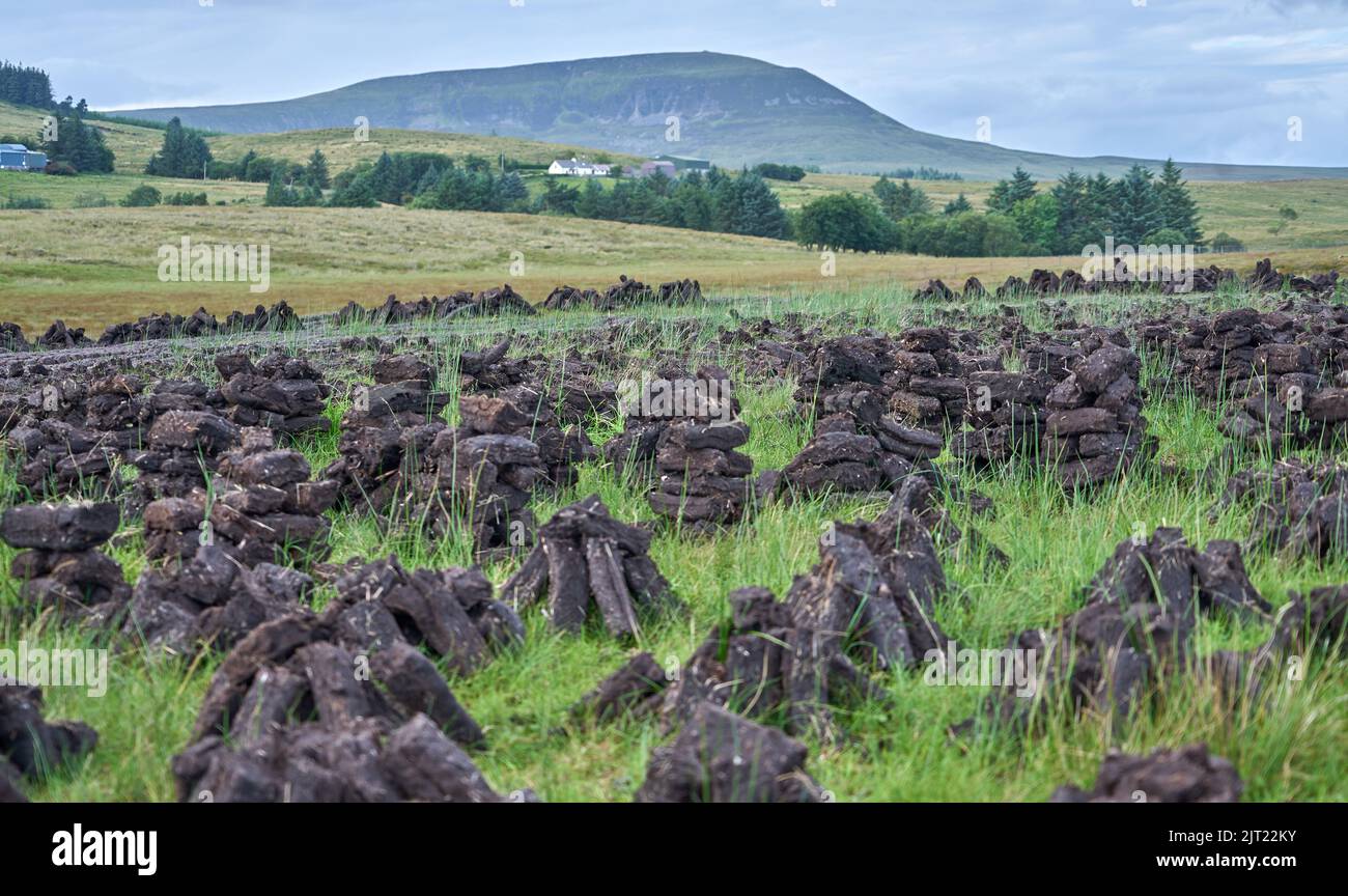 Turf fossil fuel drying in an Irish bog. Stock Photo