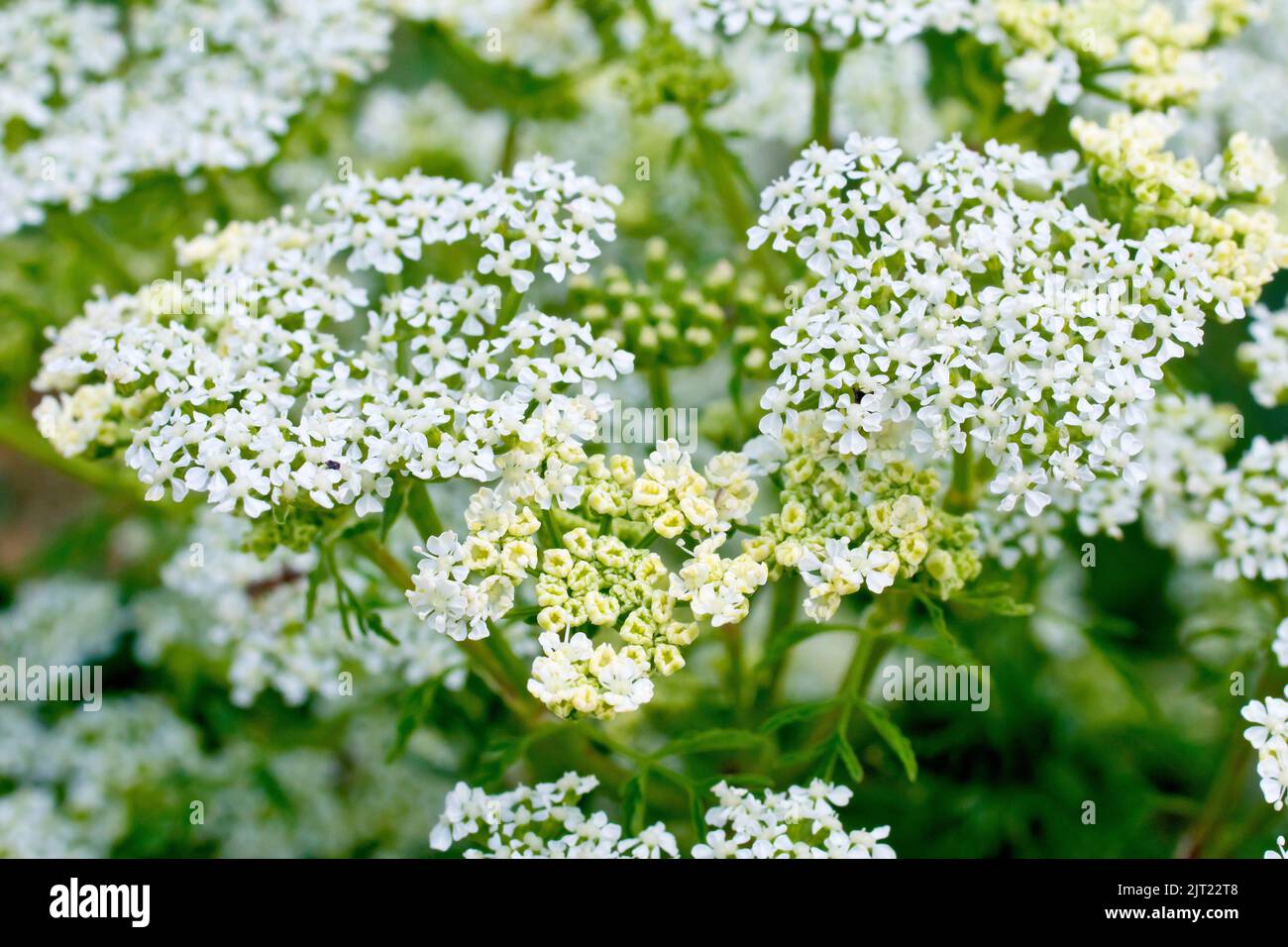 Hemlock (conium maculatum), close up showing the many small white flowers that make up the individual umbels of the plant. Stock Photo