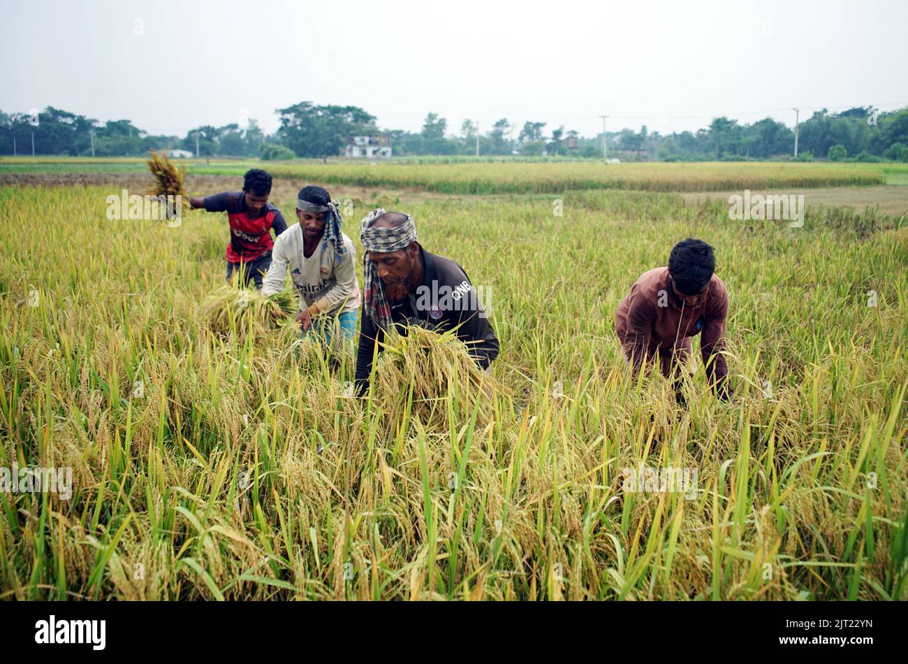Sylhet, Sylhet, Bangladesh. 27th Aug, 2022. Farmers are harvesting ...