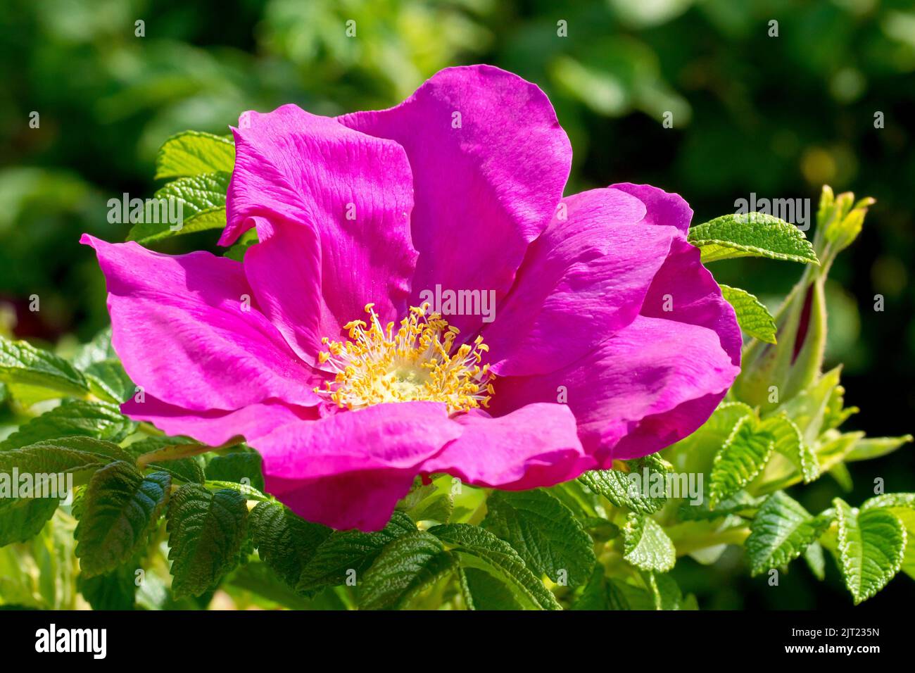 Wild Rose or Japanese Rose (rosa rugosa rubra), close up of a single large pink flower of the commonly planted and naturalised shrub. Stock Photo