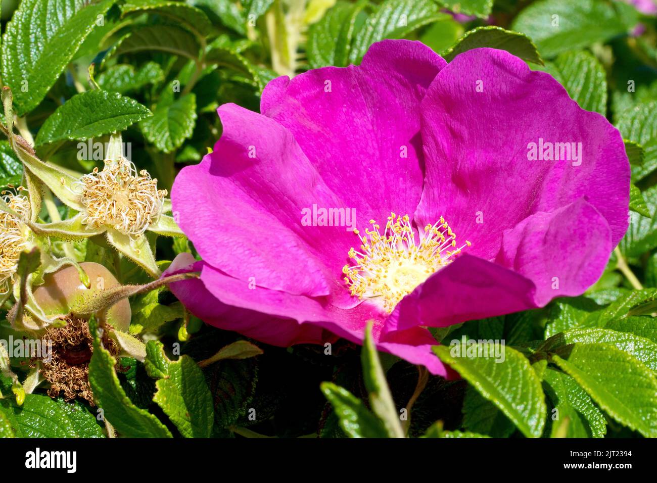 Wild Rose or Japanese Rose (rosa rugosa rubra), close up of a single large pink flower of the commonly planted and naturalised shrub. Stock Photo