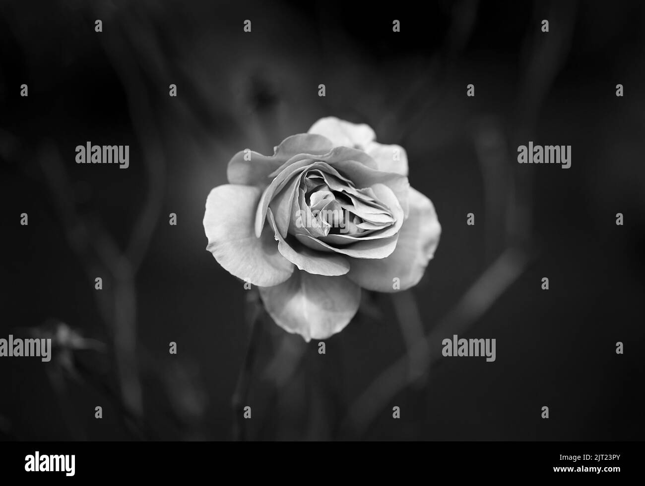 Rose garden bride Black and White Stock Photos & Images - Alamy