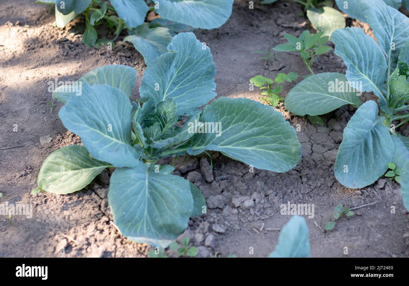 White fresh cabbage Aggressor grows in the beds. Closeup shot. Cabbage