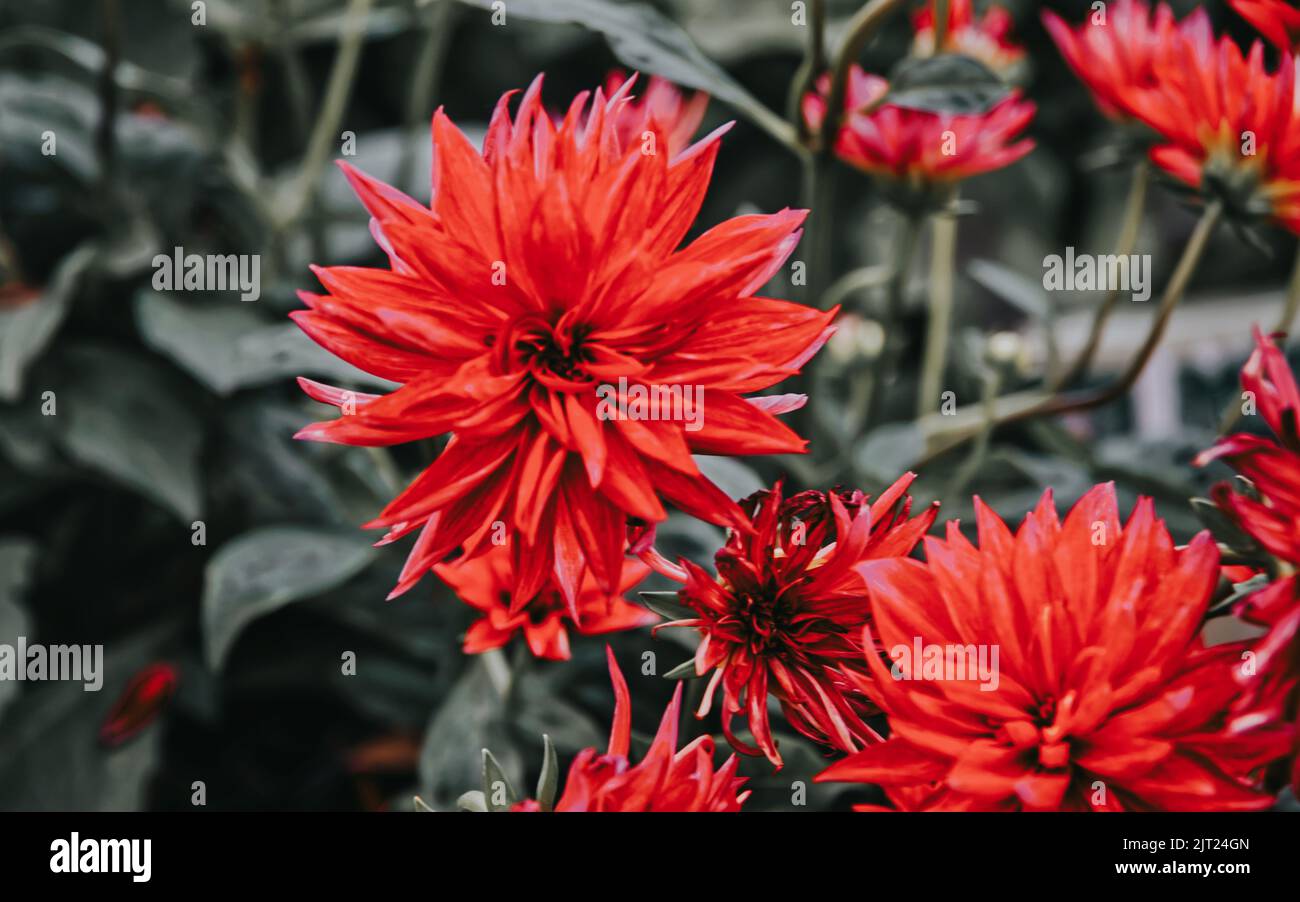 Dahlias aromatic plants in hi-res stock photography and images - Alamy