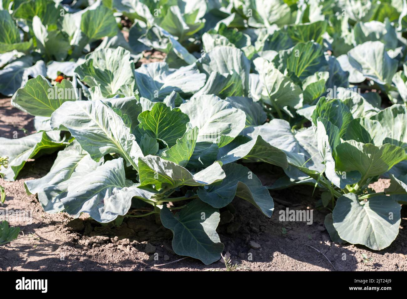 White fresh cabbage Aggressor grows in the beds. Closeup shot. Cabbage