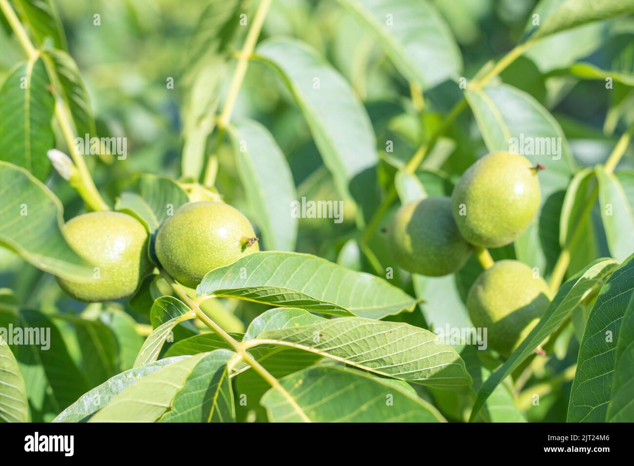 Green young walnuts grow on a tree. Variety Kocherzhenko closeup. The