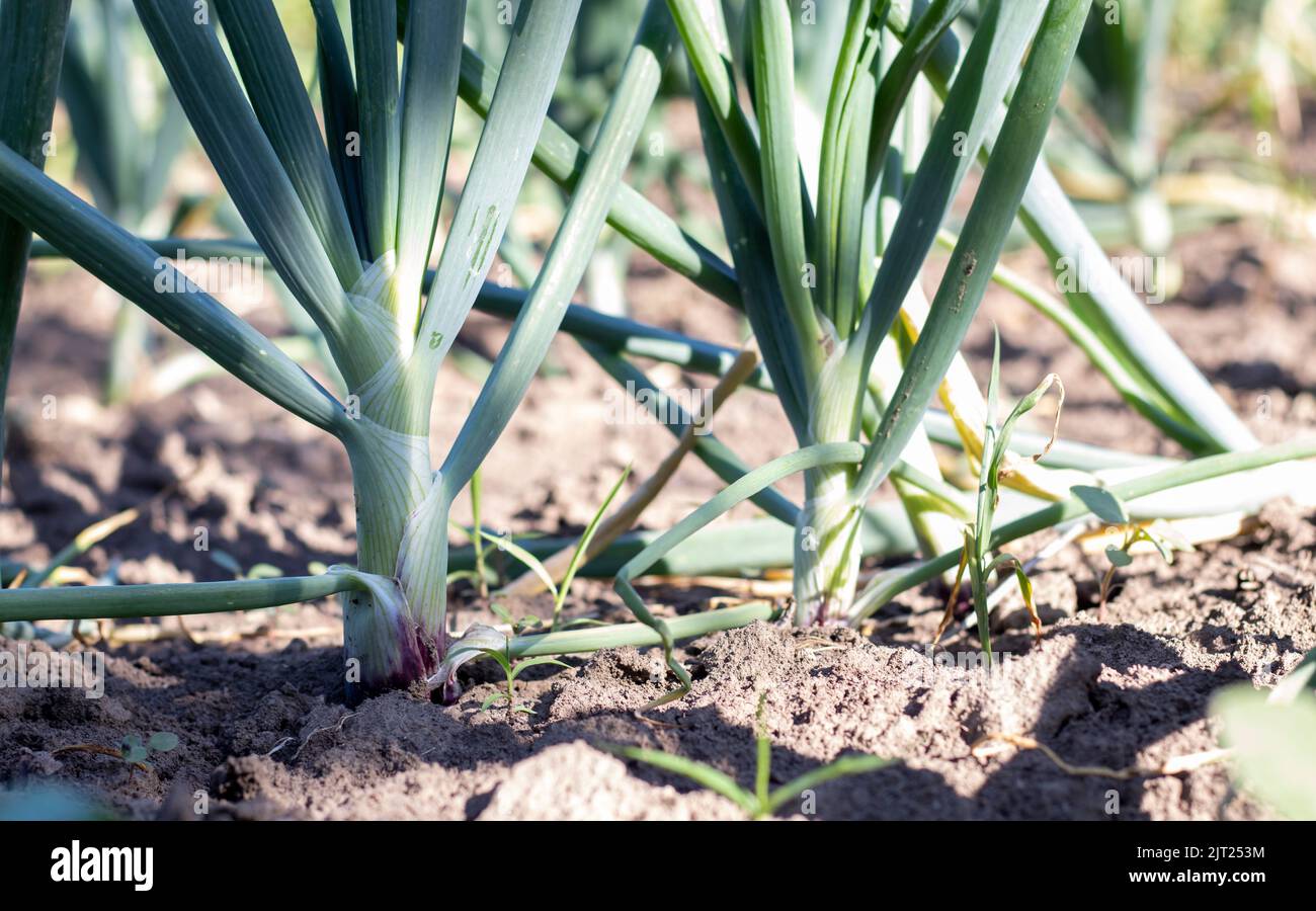 Onions are grown on soil in plots. Rows on the field in the